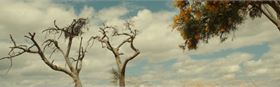 Reconciliation Week Film 2025 - Genocide In The Wildflower State
