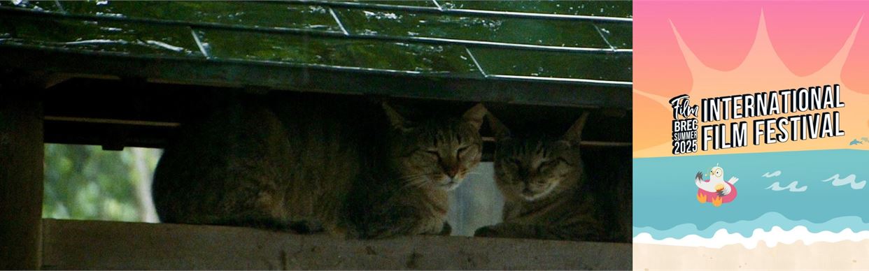 Cats Of The Gokogu Shrine