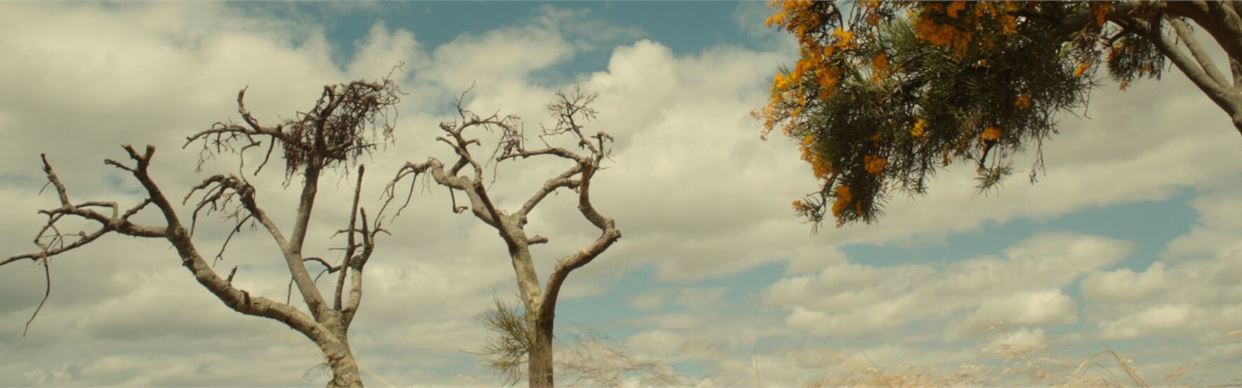 Reconciliation Week Film 2025 - Genocide In The Wildflower State