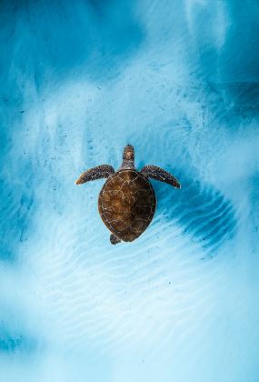 Ocean Film Festival World Tour 2026