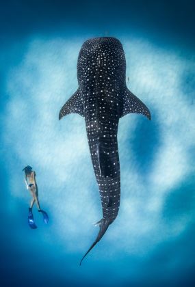 Ocean Film Festival World Tour 2027